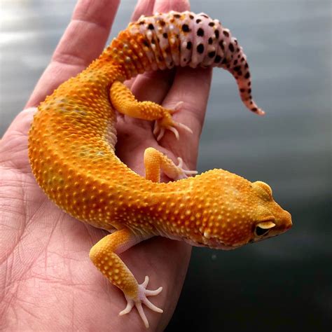 cheap leopard geckos|exotic leopard gecko for sale.